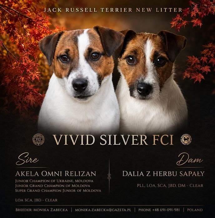 Piesek Jack Russell Terrier