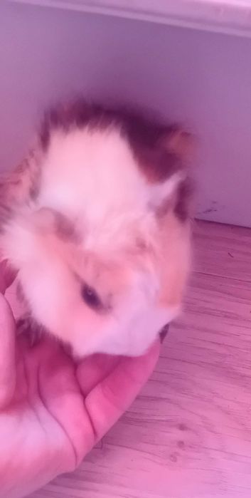 Swinki morskie dlugowlose