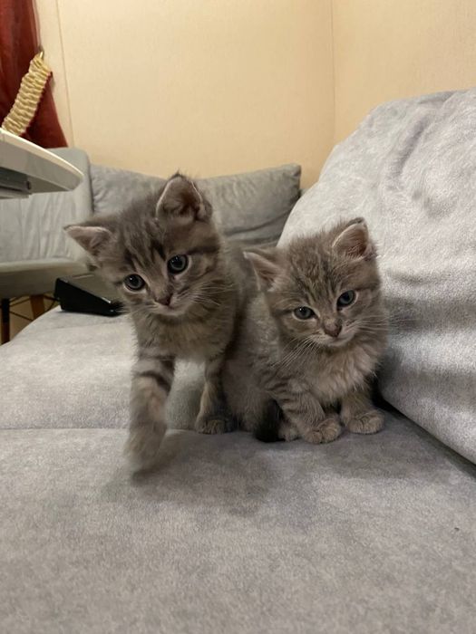 Кошенята в добрі руки