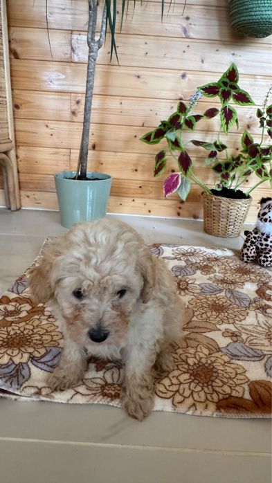 Menina Caniche Toy Apricot