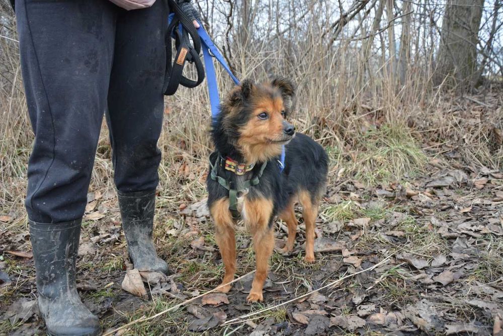 Mała, rezolutna, młoda - słodka Szałwia szuka człowieka