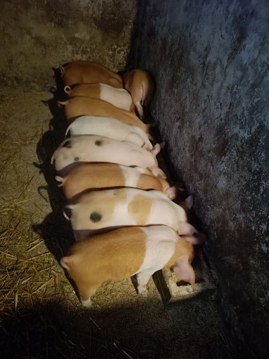 Продам поросята .