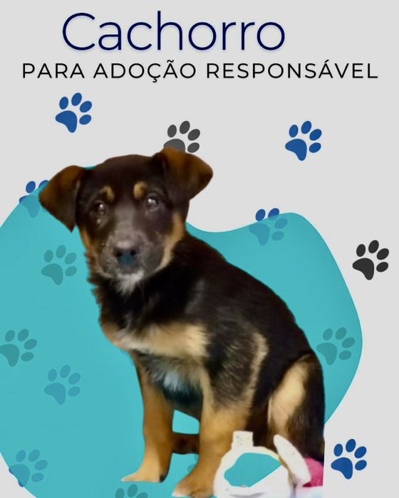 Cães bebés para adoção responsável