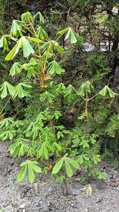 Kasztanowiec 3szt.120, 80, 70cm