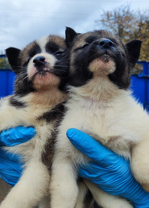 Малюки -акіта -чекають