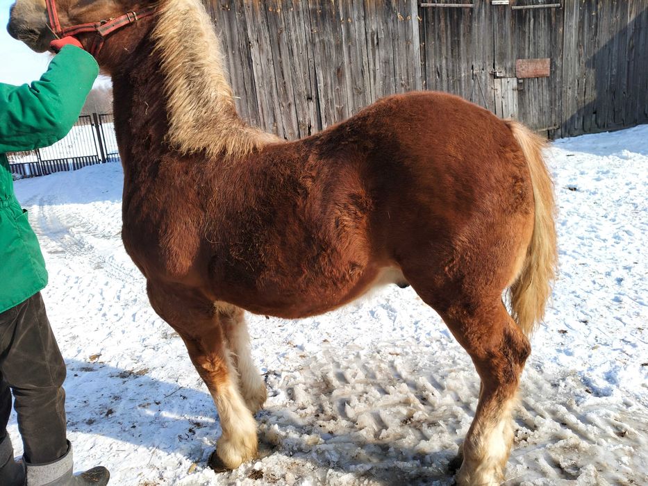 Koń/ ładny ogierek