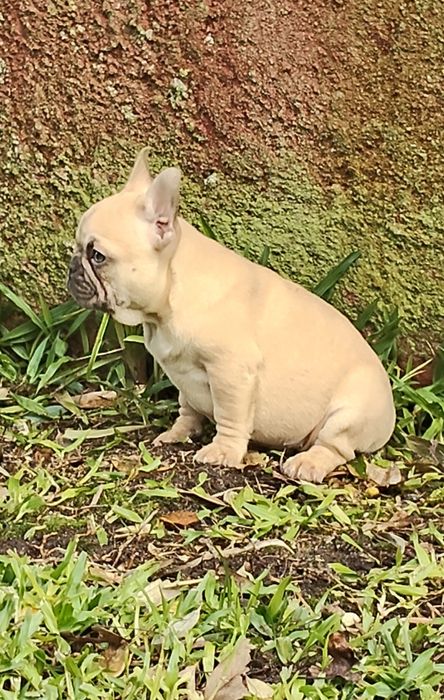 Bulldog Francês Lilac Fawn