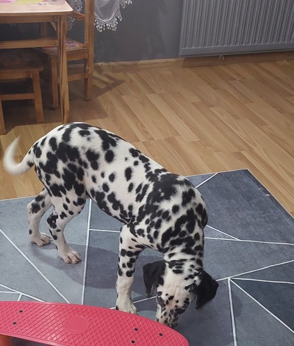 Dalmatyńczyk- rezerwacja