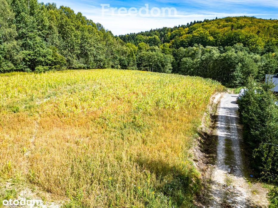 Widokowa działka 1,09 ha pod lasem – Nawsie, cisza - Widok 2