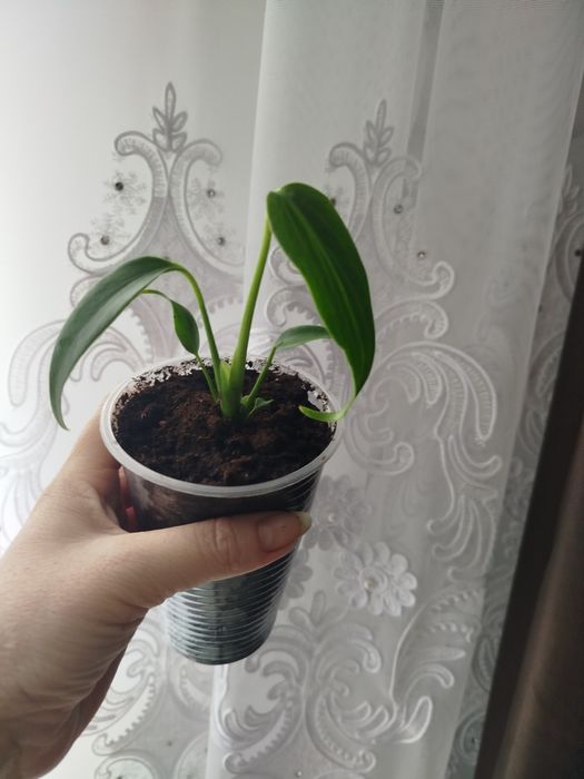 monstero burla Max Акція