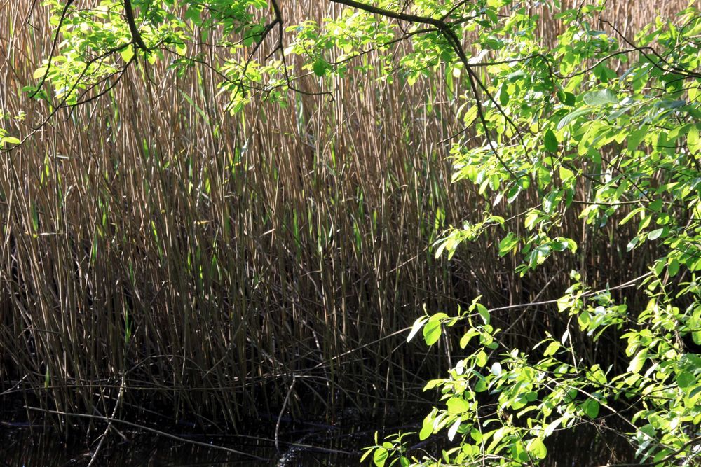 Canon EOS 50D - Corpo