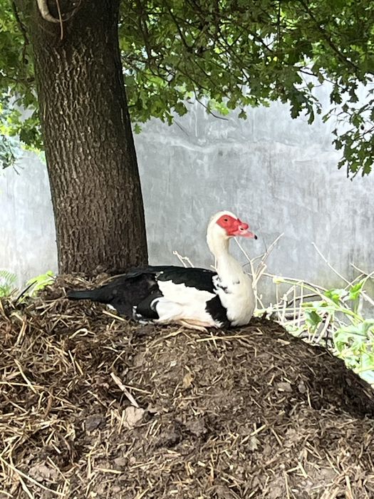 Patos mudos com 15 dias