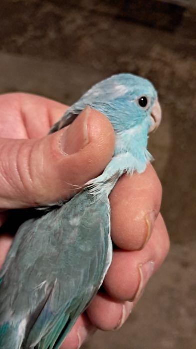 Forpus novos e periquitos