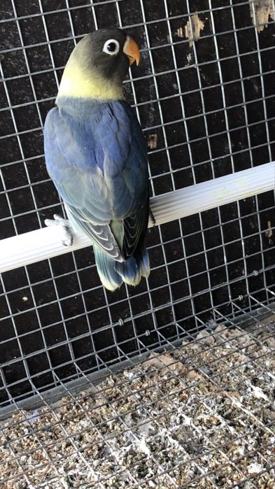 Agapornis Personatas