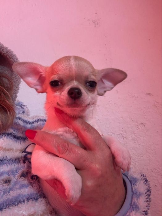 Chihuahua macho pelo curto