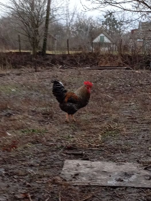 Продаються півні