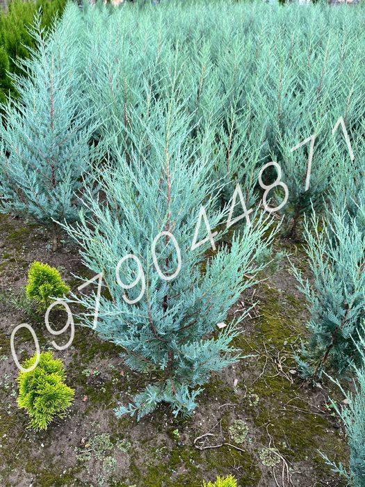 туя Смарагд  : 1.7-1.8м : ялівець,ялини,