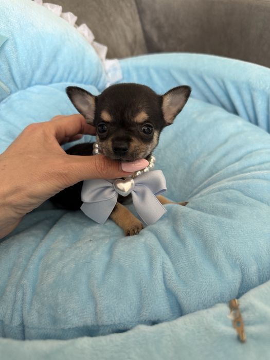 Chihuaha xxs chlopczyk  do odbioru