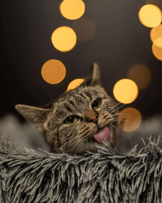 Kocięta w różnym wieku do adopcji