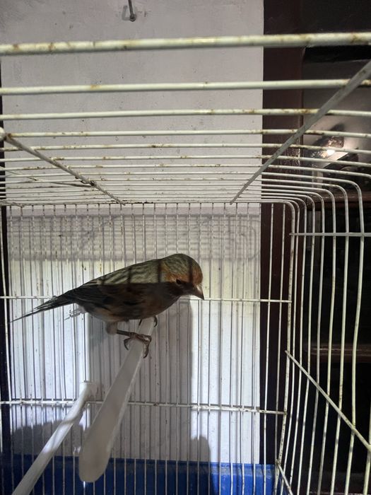 Canarios negro vermelho