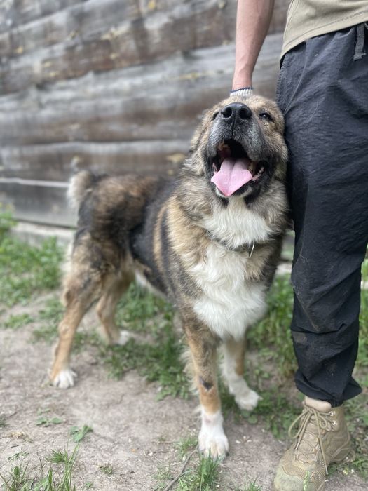 Кавказька вівчарка шукає дім