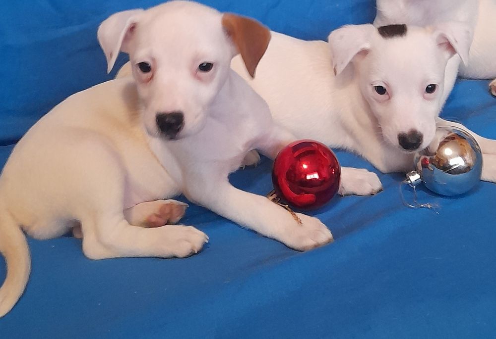 Дівченка джек Рассел тер'єр