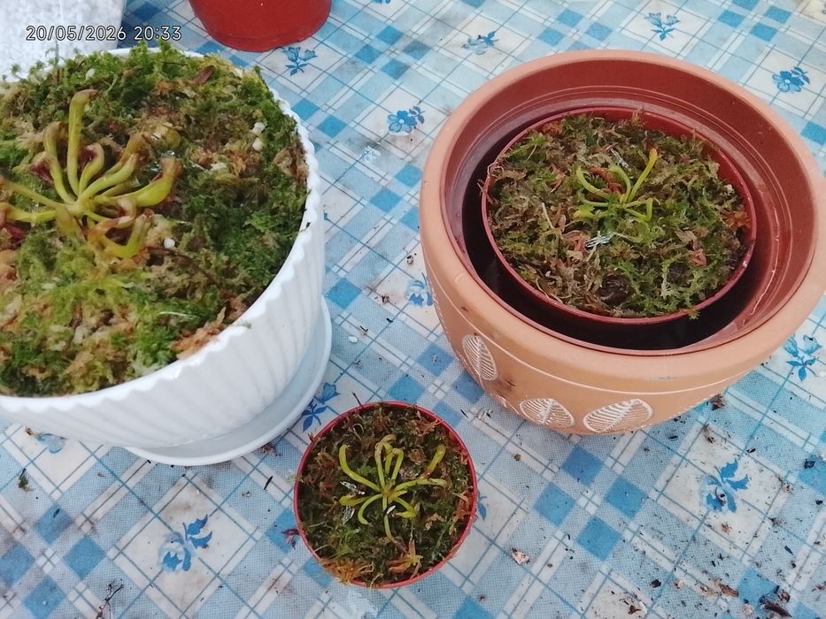Planta: Darlingtonia californica