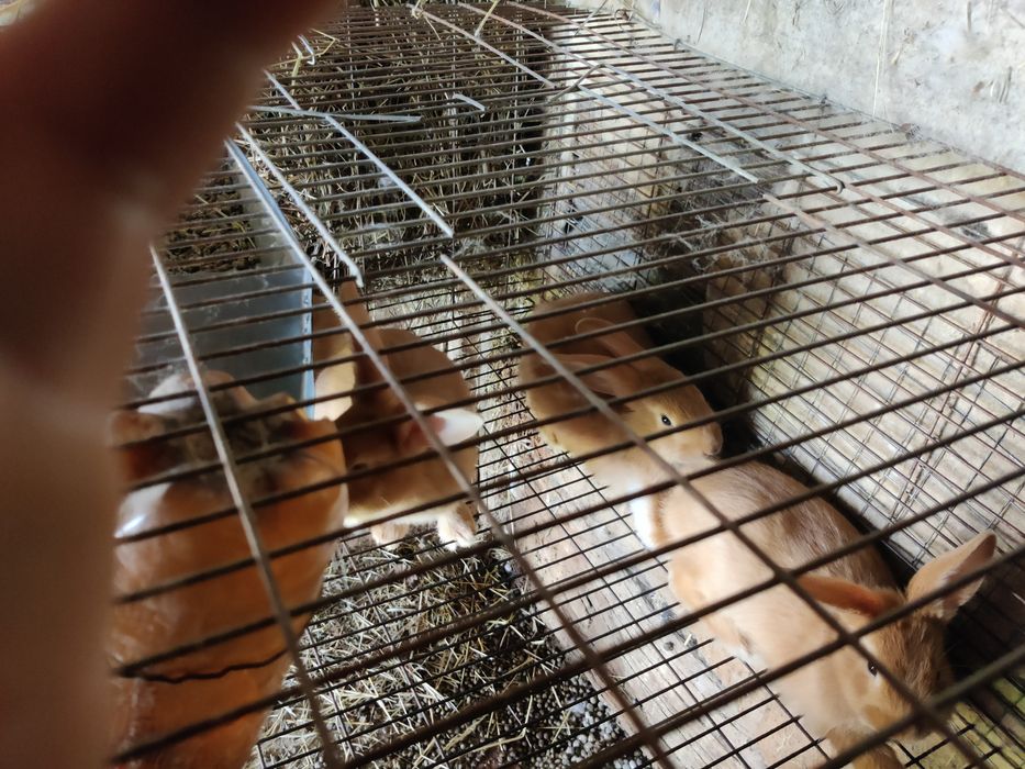 Кролі кролики бургунці