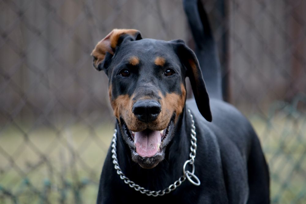 FCI DOBERMAN suczka zkwp