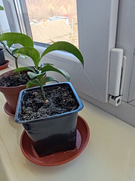 Мандарин.        .