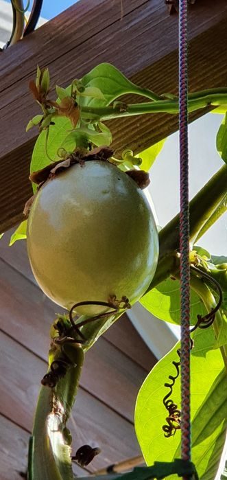 Passiflora Quadrangularis пассифлора квадрангуларис

Сорт предположите