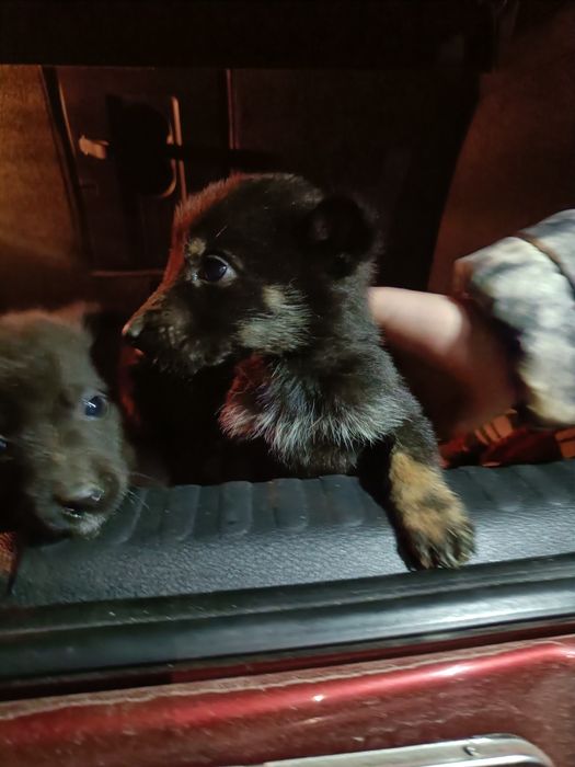 Щенки по 1,5 мес срочно