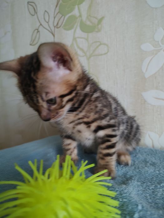 Тварини , кошенята Бенгальської клубної кішки