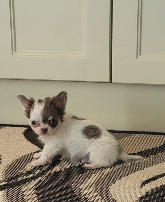 Chihuahua piesek