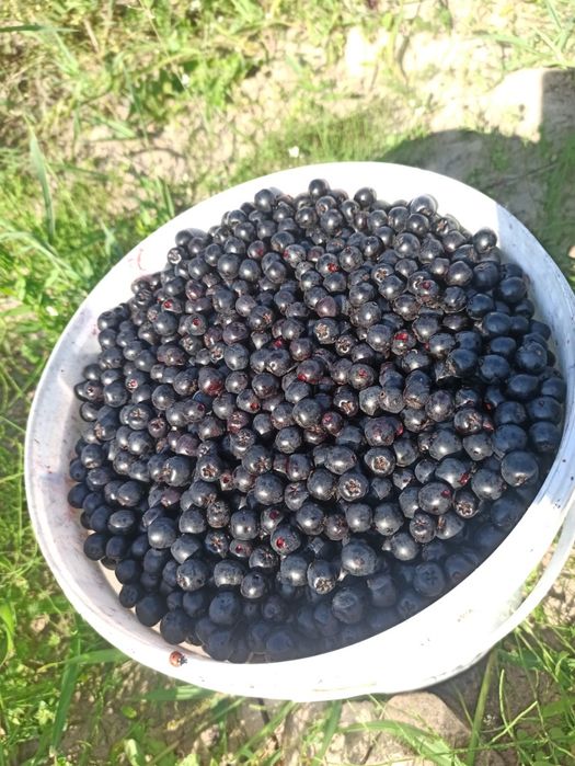 Aronia prozdrowotna. Szybka wysyłka.