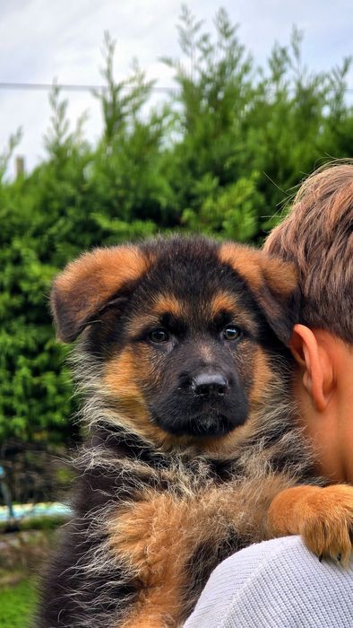 Pastor Alemão  muita qualidade