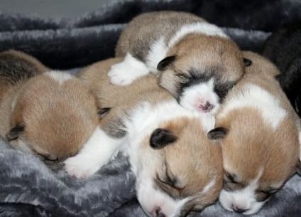 Малюки вель корг