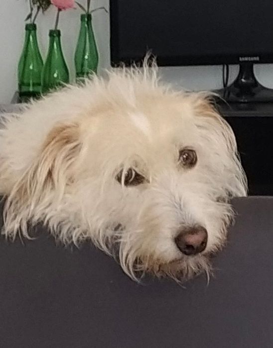 Cão para adoção