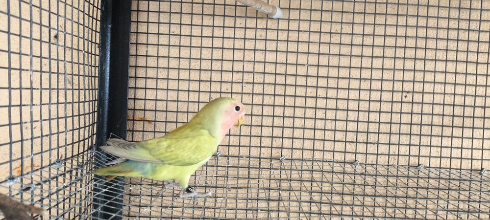 Agapornis Rosicoller