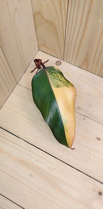 Philodendron strawberry shake