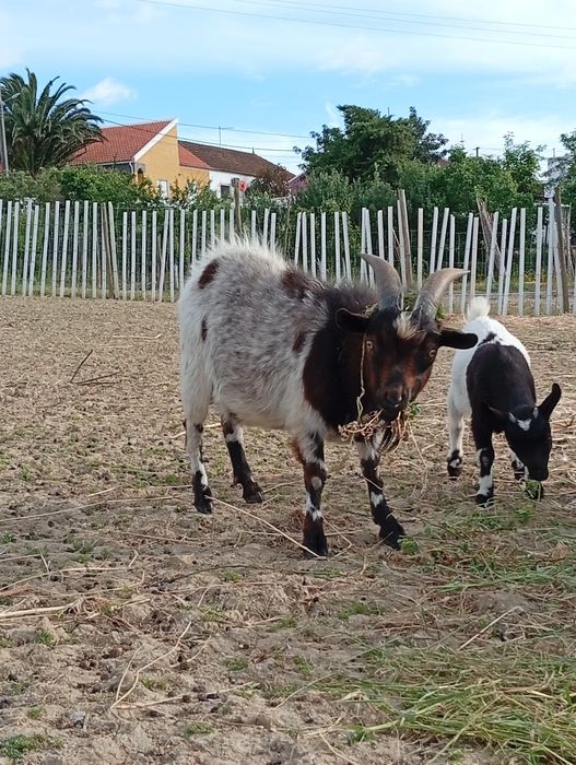 Cabras bebes anãs