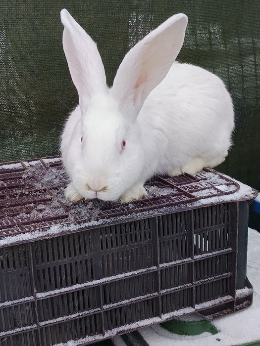 Samiec olbrzym belgijski