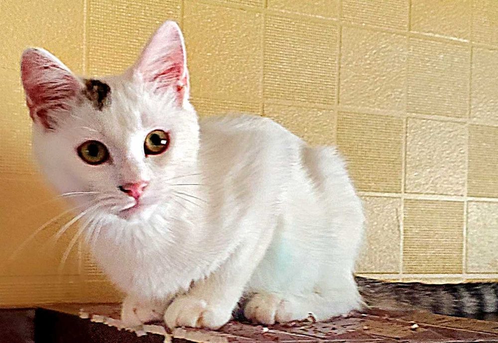 Красивый котик  Зайка,