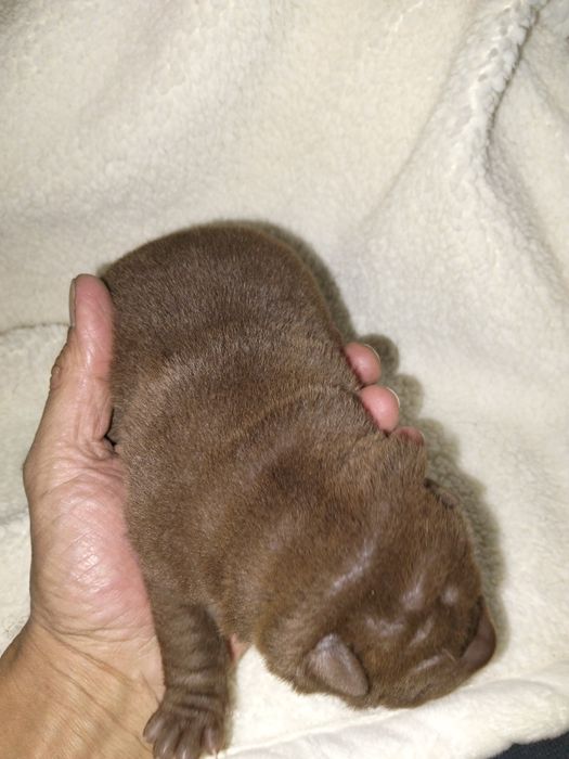 Sharpei para reserva nascidos a 1 novembro 2025