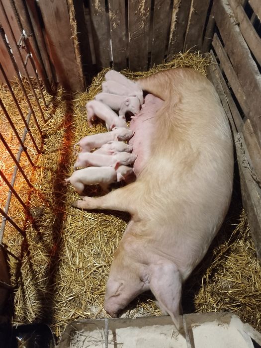 Продам місячних свиней