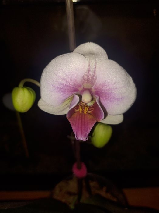 Орхідея фаленопсіс