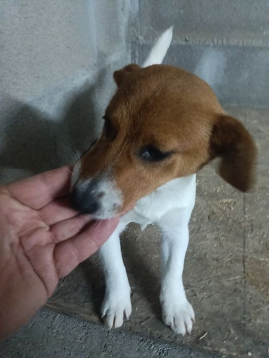 Jack Russell Terrier