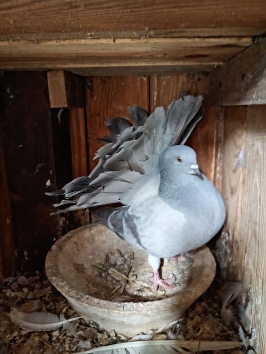 Pawik pawiki gołębie