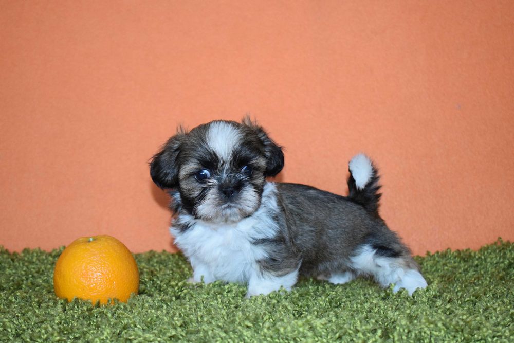 Shih tzu STITCH piesek