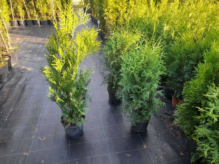 PRODUCENT Tuja Brabant 120-130 cm w Donicy 5L 100% przyjec Zywoplot
